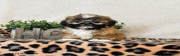 Shih Tzu dogs for sale: Pluto - Ad 1