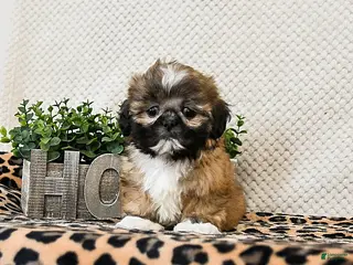 Shih Tzu dogs Pluto - Ad 28