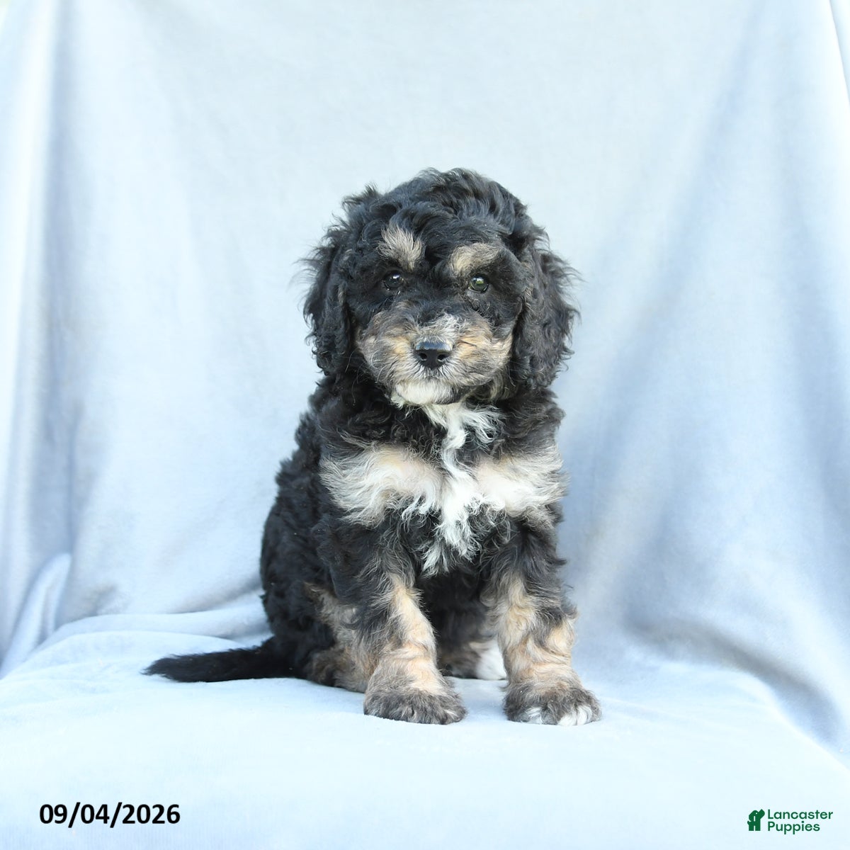 Mini Bernedoodle dogs Minnie - Ad 1