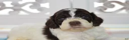 Cockapoo dogs for sale: Chase - Ad 6