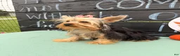 Yorkshire Terrier dogs for sale: Nicole Yorkshire Terrier  - Ad 5