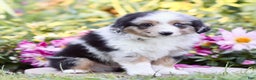 Miniature Australian Shepherd dogs for sale: George - Ad 3