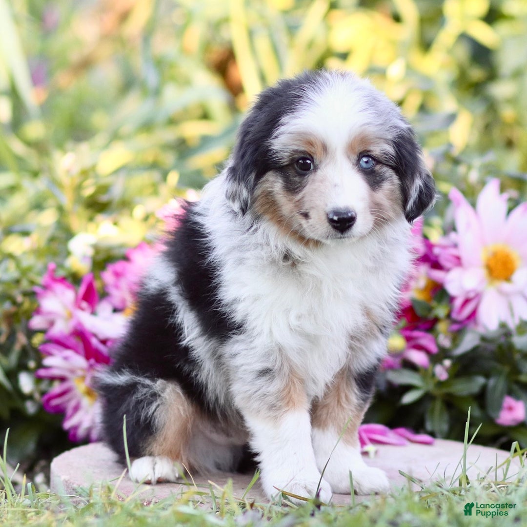 Miniature Australian Shepherd dogs for sale: George - Ad 3