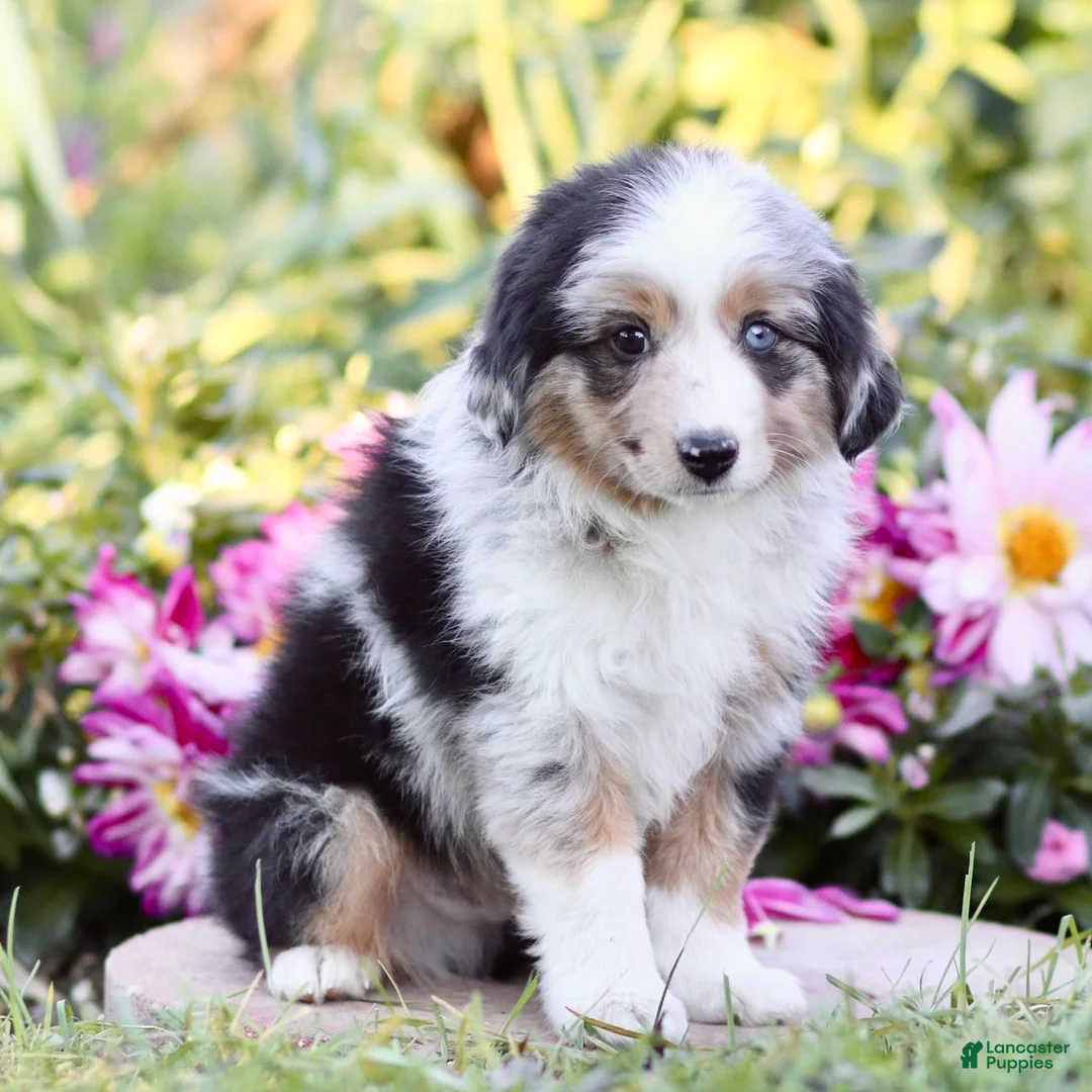 Miniature Australian Shepherd dogs for sale: George - Ad 2