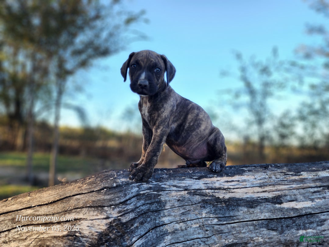 Catahoula Leopard Dog dogs for sale: Tracy II 2025 male 1 - Ad 8