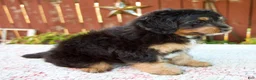 Mini Bernedoodle dogs for sale: Noelle - Ad 6