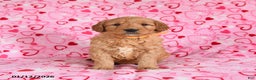 Goldendoodle dogs for sale: Bentley - Ad 4