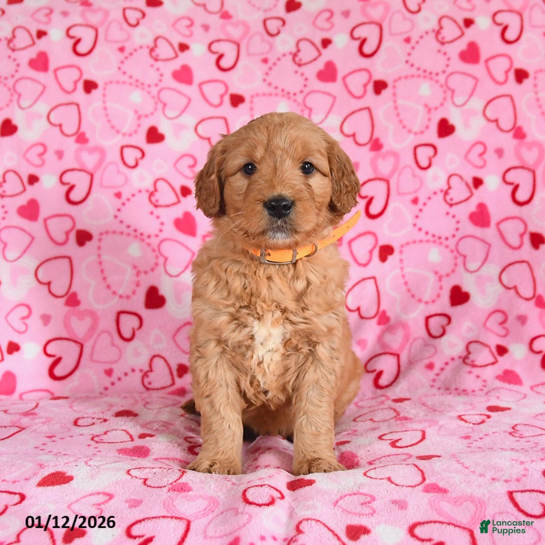 Goldendoodle dogs for sale: Bentley - Ad 4