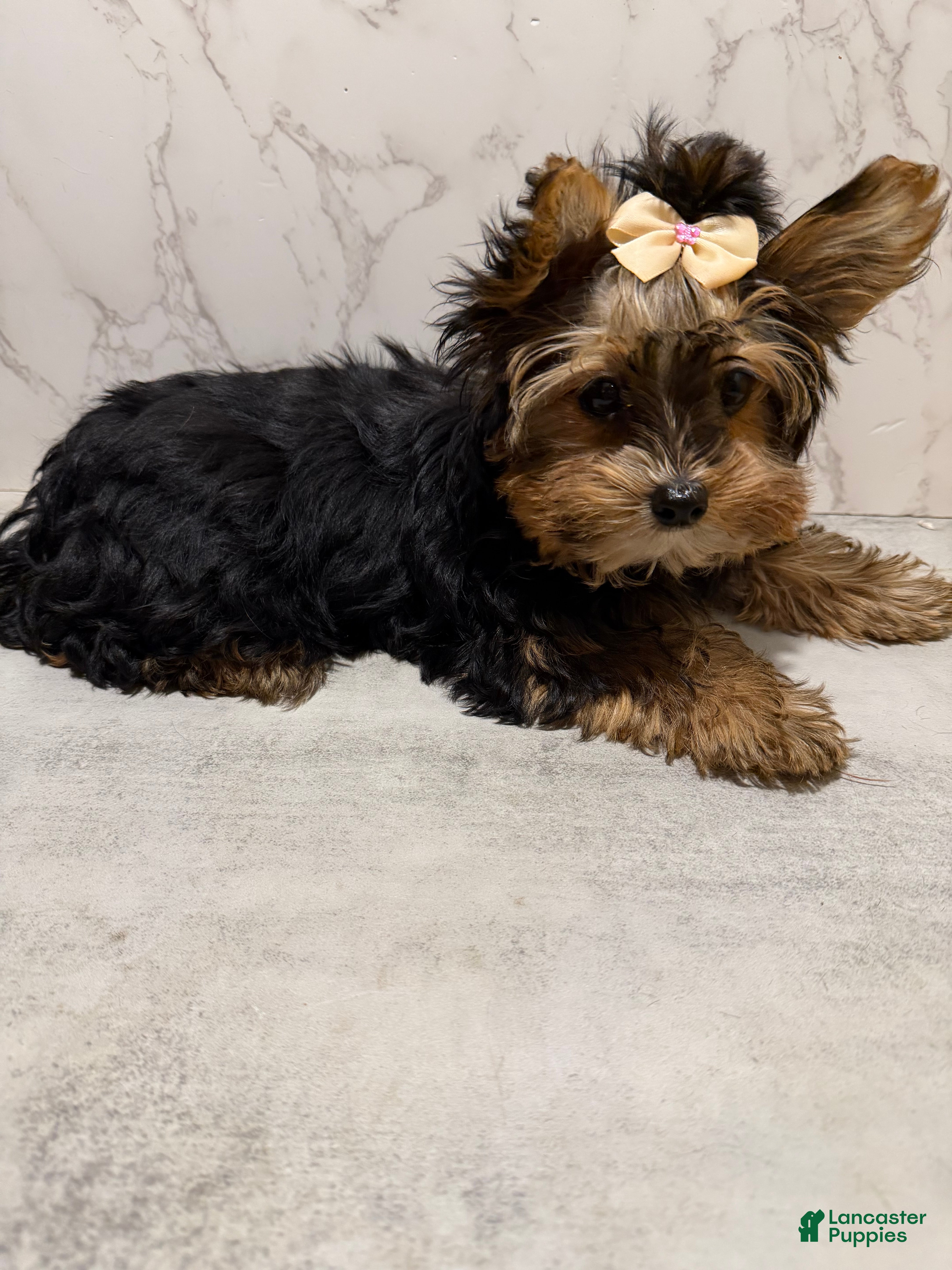 Yorkshire Terrier dogs Billy Rae - Ad 1