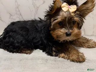 Yorkshire Terrier dogs for sale: Billy Rae - Ad 3