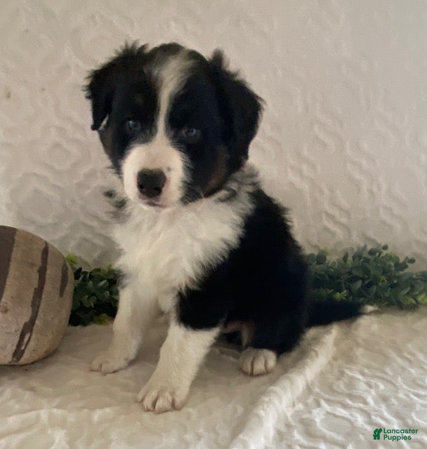 Australian Shepherd dogs Roscoe - Ad 1