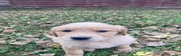 Golden Retriever dogs for sale: Alexis - Ad 4