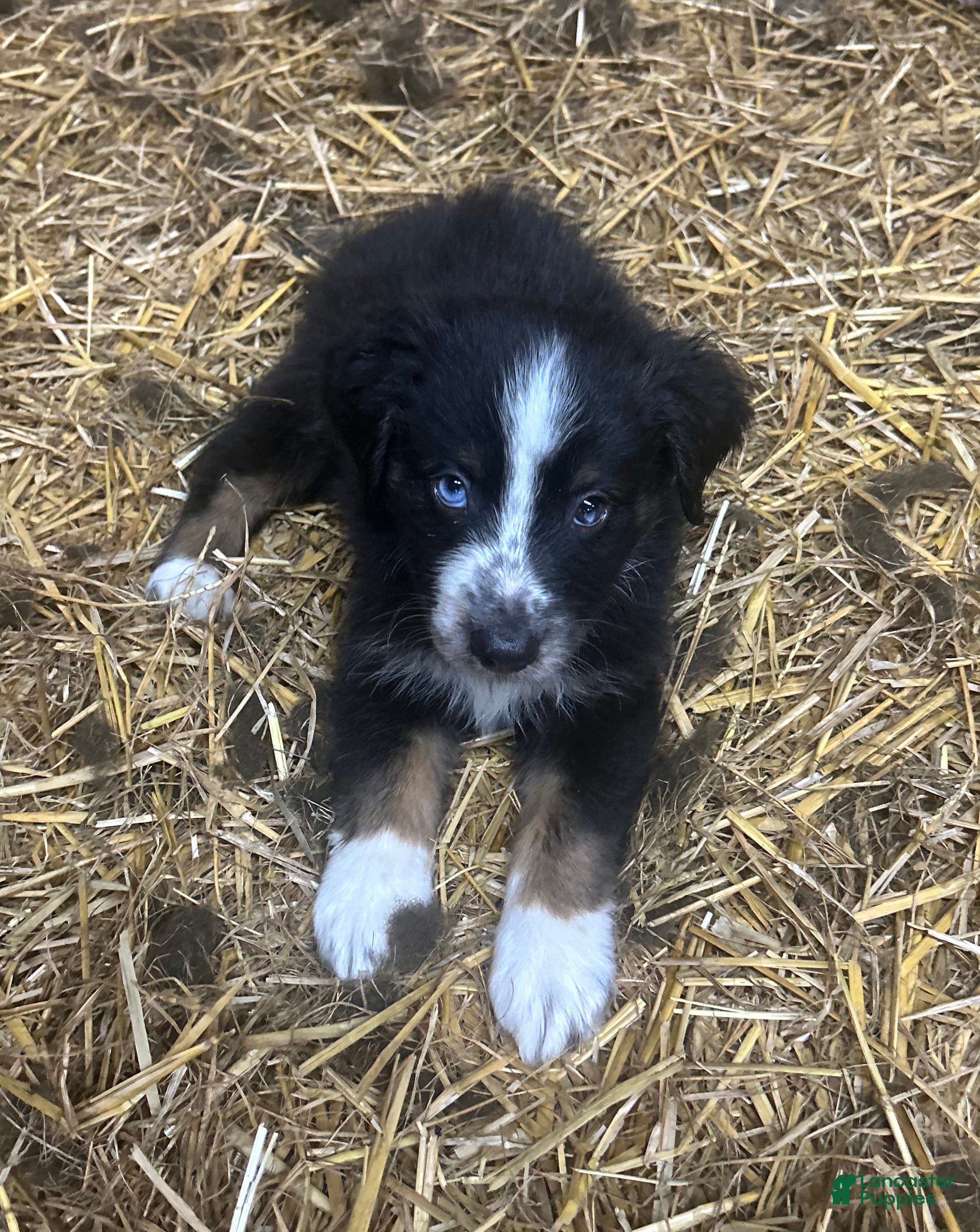 Australian Shepherd dogs Australian Shepherd 12 - Ad 27
