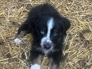 Australian Shepherd dogs Australian Shepherd 12 - Ad 31