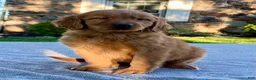 Golden Retriever dogs for sale: Luther - Ad 4