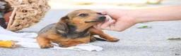 Miniature Dachshund dogs for sale: Rosie Miniature Dachshund  - Ad 3