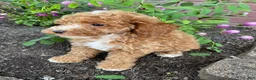 Miniature Poodle dogs for sale: Leo - Ad 12