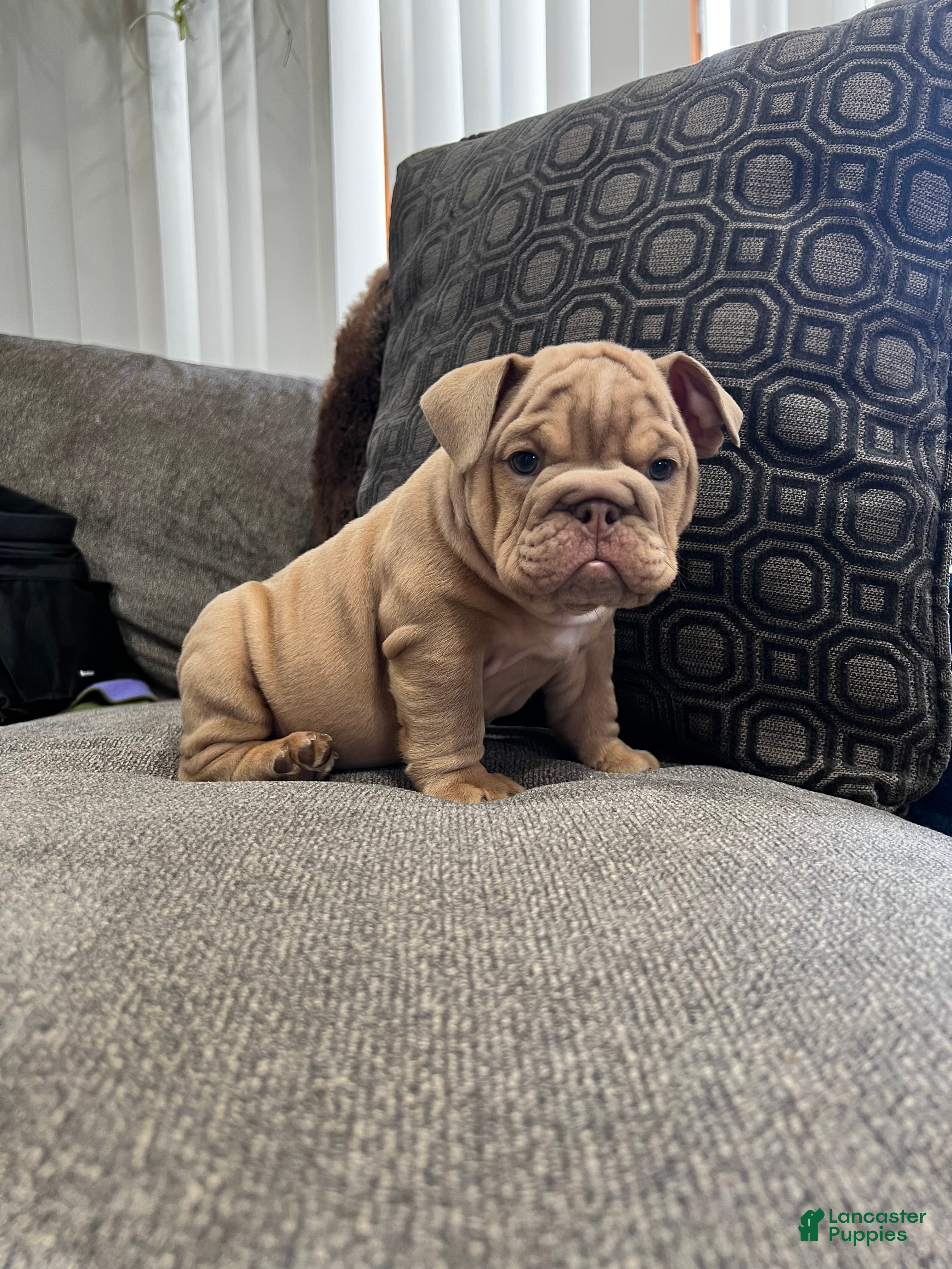 English Bulldog dogs Mellow  - Ad 40