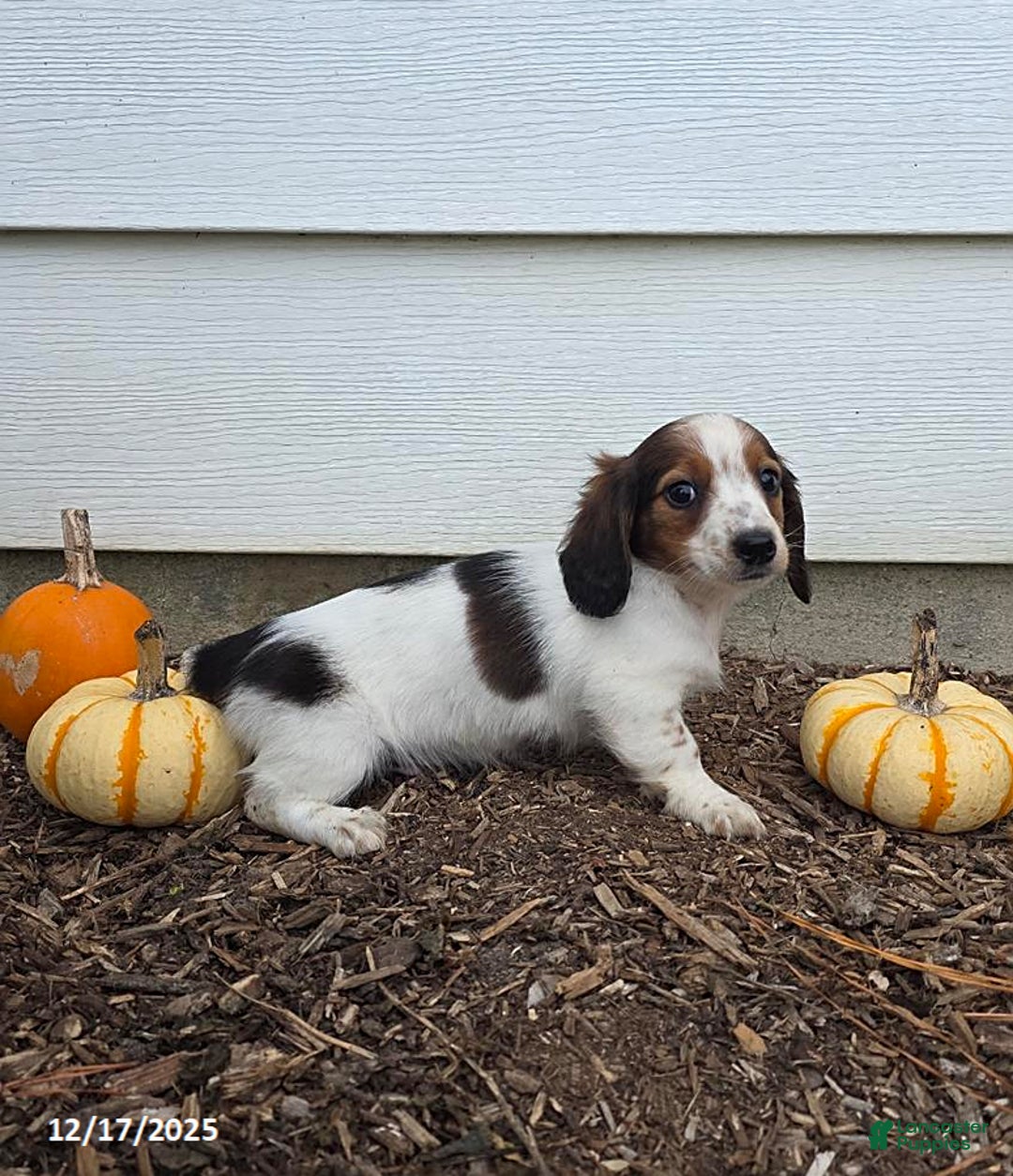 Miniature Dachshund dogs for sale: Shawn - Ad 5