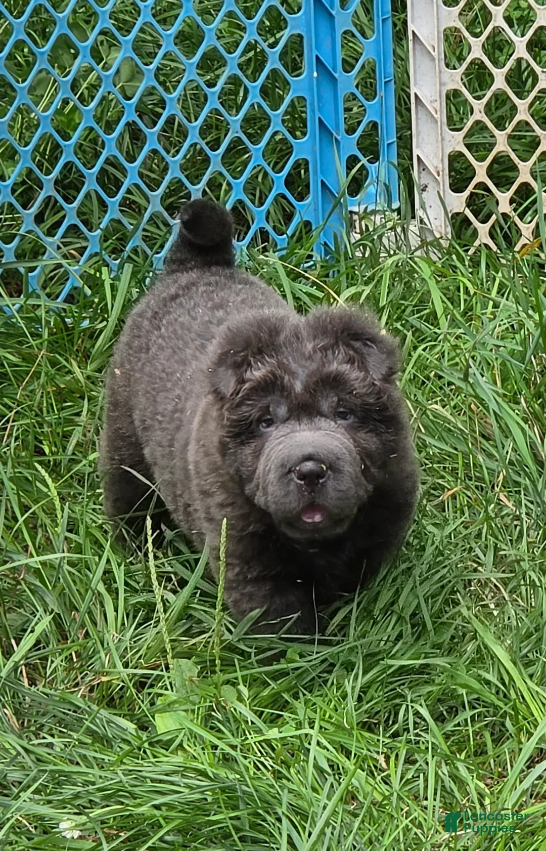 Shar Pei dogs for sale: Troy Bear coat mini Blue  - Ad 2