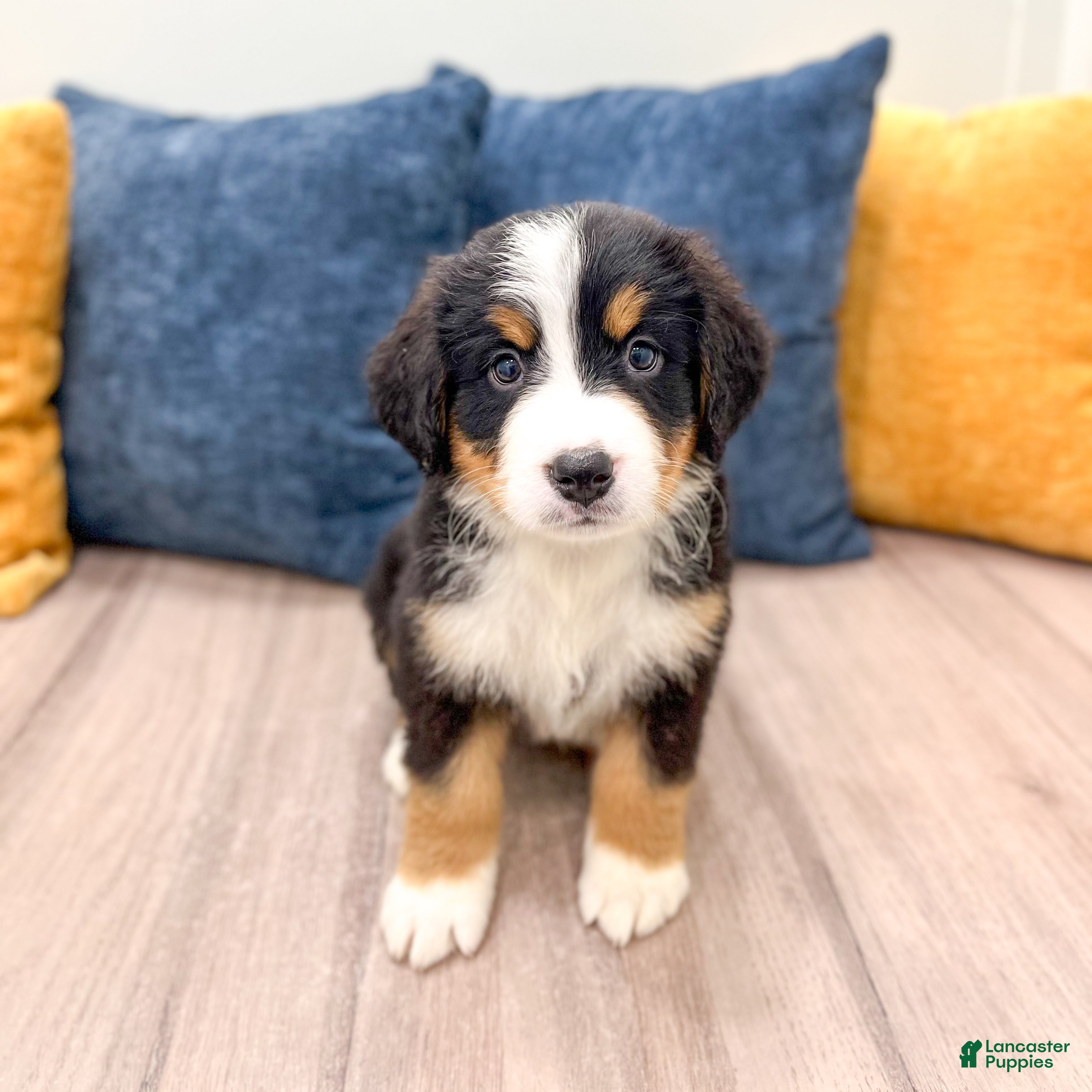 Bernese Mountain Dog dogs Benson - Ad 2