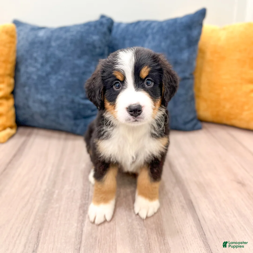 Bernese Mountain Dog dogs for sale: Benson - Ad 2