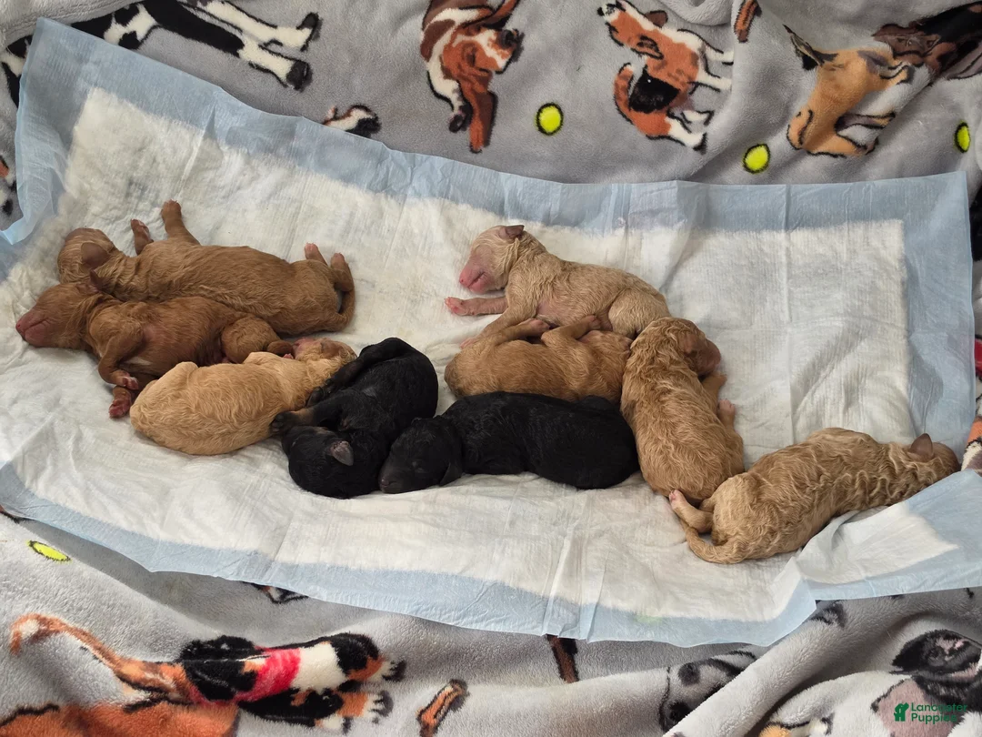 Standard Poodle dogs for sale: Standard Poodle 1 - Ad 2