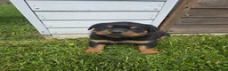 Rottweiler dogs for sale: Daisy  - Ad 4