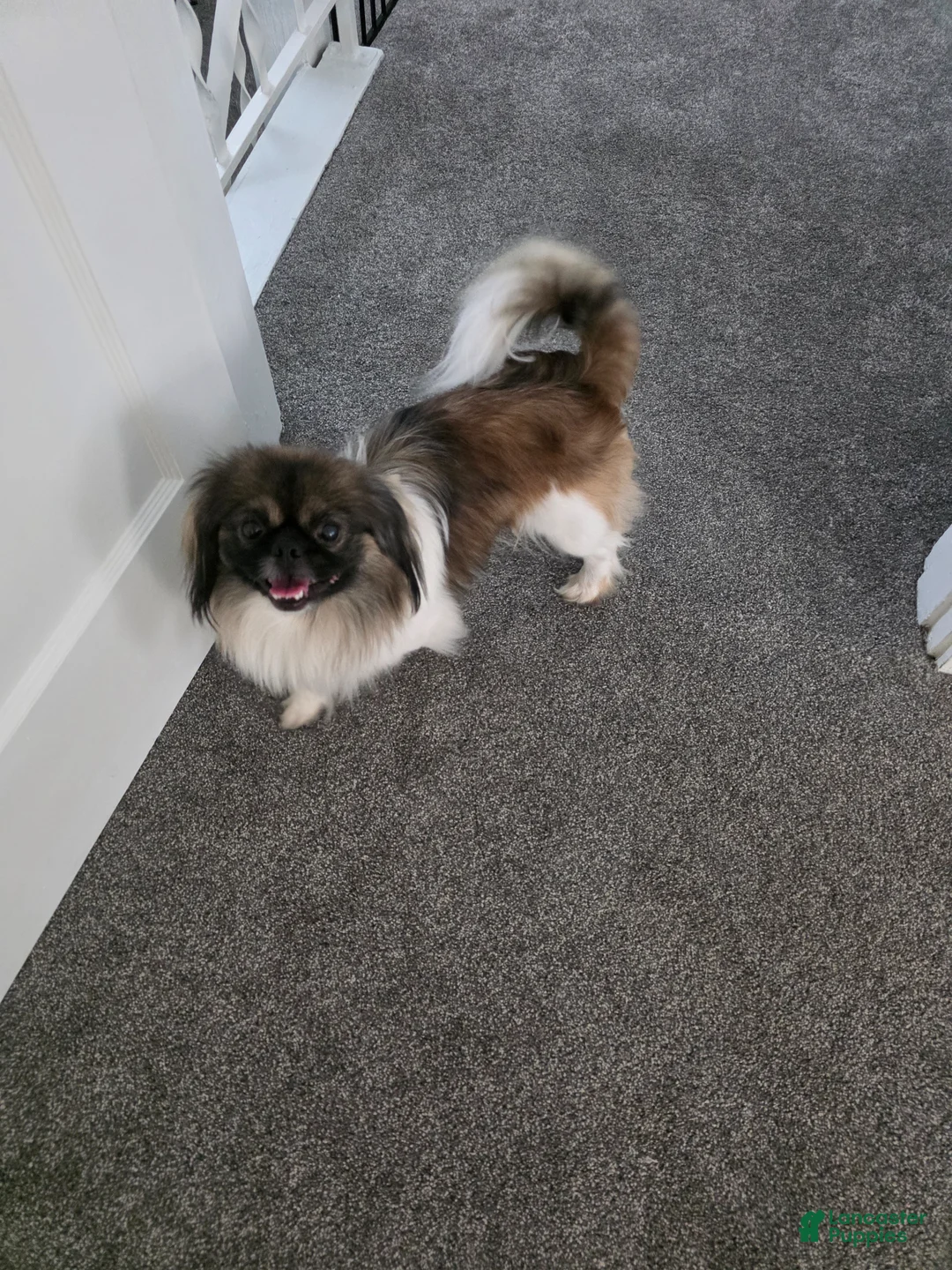Pekingese dogs for stud: Stud listing - Ad 2