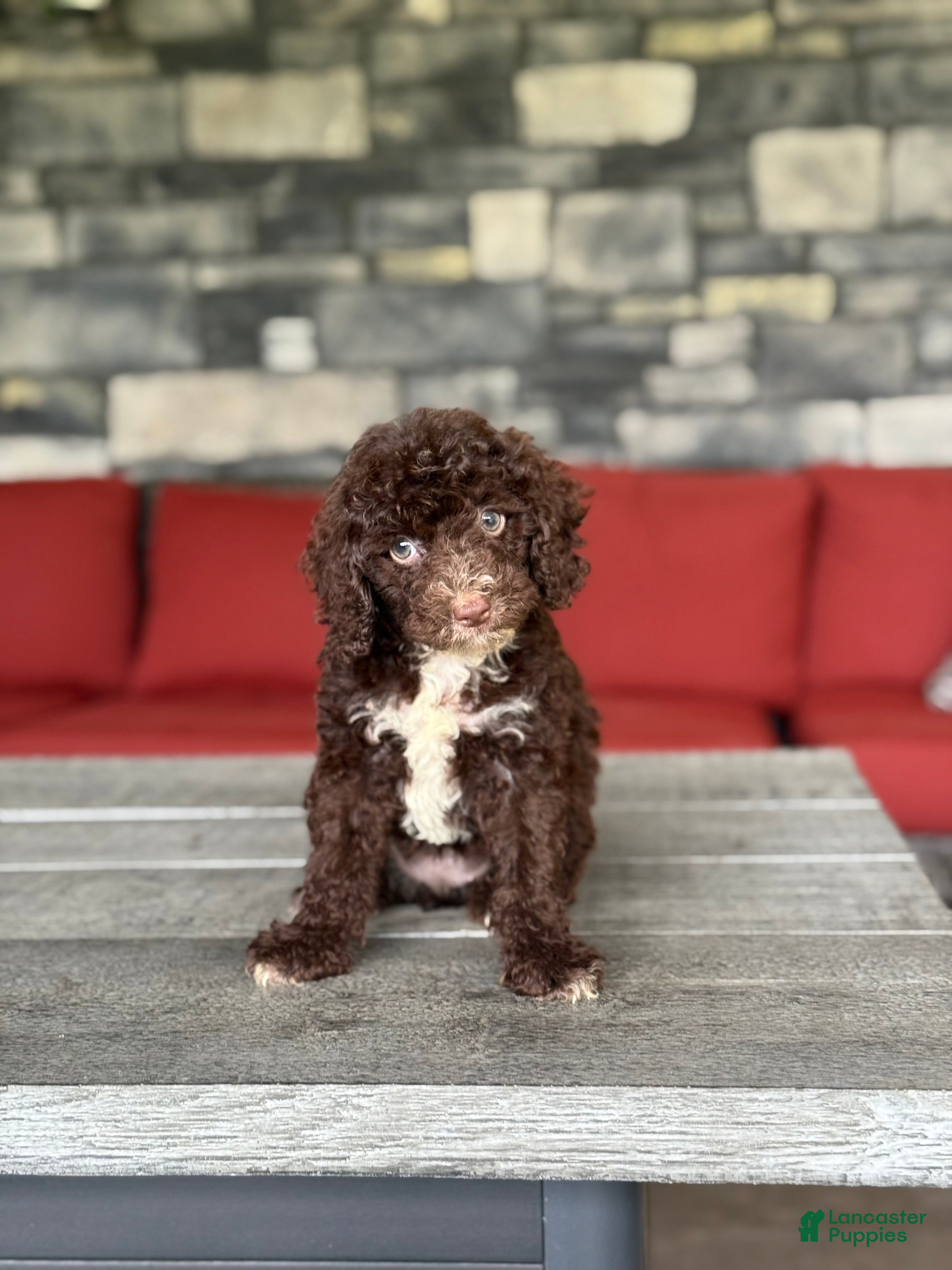 Miniature Poodle dogs Mars  - Ad 1