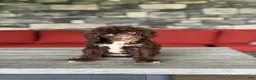Miniature Poodle dogs for sale: Mars  - Ad 1