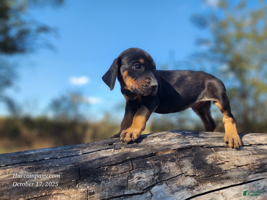 Mixed Breed dogs for sale: Fall 2025 Bloodahoula Male 4 - Ad 3