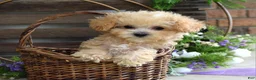 Maltipoo dogs for sale: Ethan  - Ad 19