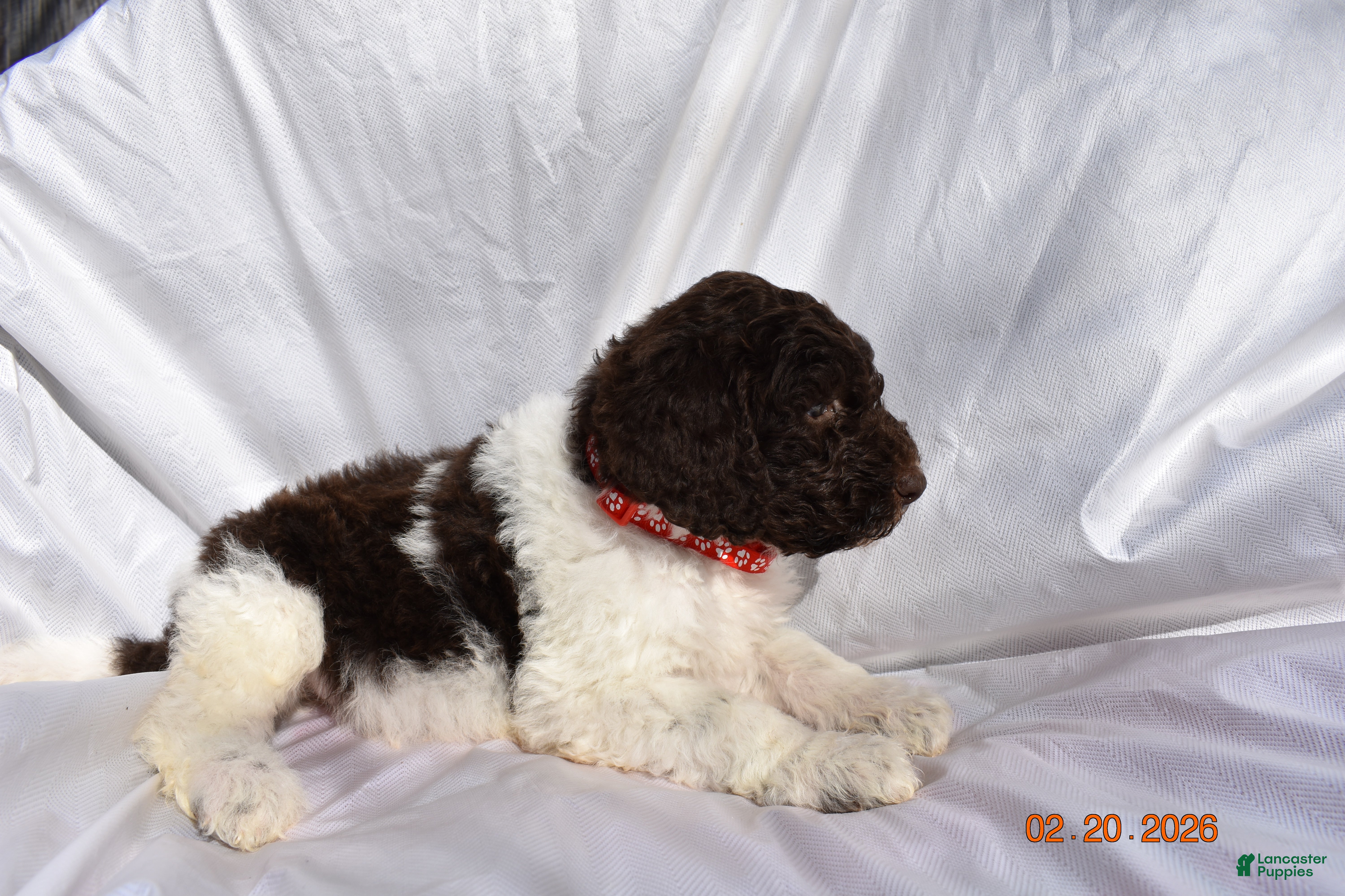 Newfypoo dogs Red - Ad 2