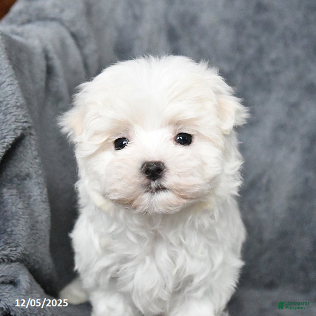 Maltese dogs for sale: Snowball - Ad 2