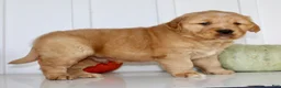 Golden Retriever dogs for sale: Bruce Male AKC Golden Retriever - Ad 8