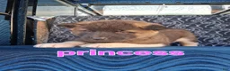 Akita dogs for sale: Princess - Ad 6
