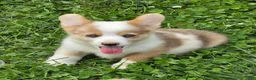 Welsh Corgi Pembroke dogs for sale: Beautiful Bentley  - Ad 23