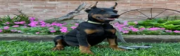 Doberman Pinscher dogs for sale: Zorro - Ad 3