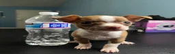 Chihuahua dogs for sale: Miniatura chihuahua 💙 - Ad 3