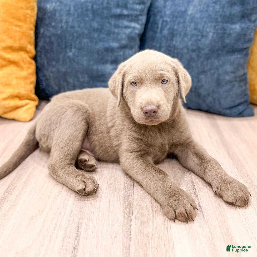 Labrador Retriever dogs for sale: Cooper - Ad 2