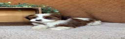 Havanese dogs for sale: Silver  - Ad 2