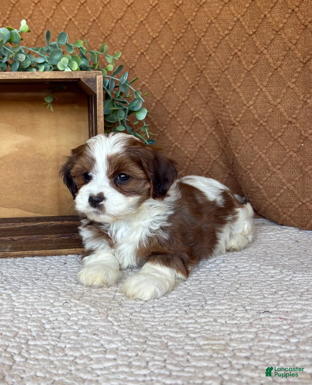 Havanese dogs for sale: Silver  - Ad 2