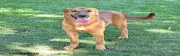Golden Shepherd dogs for sale: Roxy - Ad 1