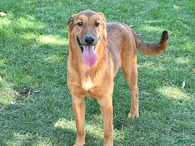 Golden Shepherd dogs for sale: Roxy - Ad 1