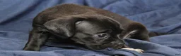 Puggle dogs for sale: Chewy - Ad 44