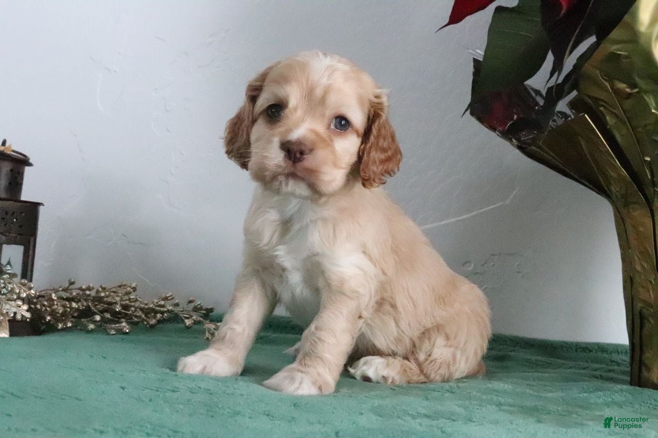 Cocker Spaniel dogs Karter - Ad 10