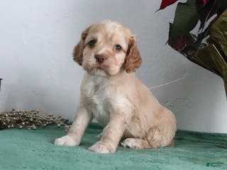 Cocker Spaniel dogs Karter - Ad 33