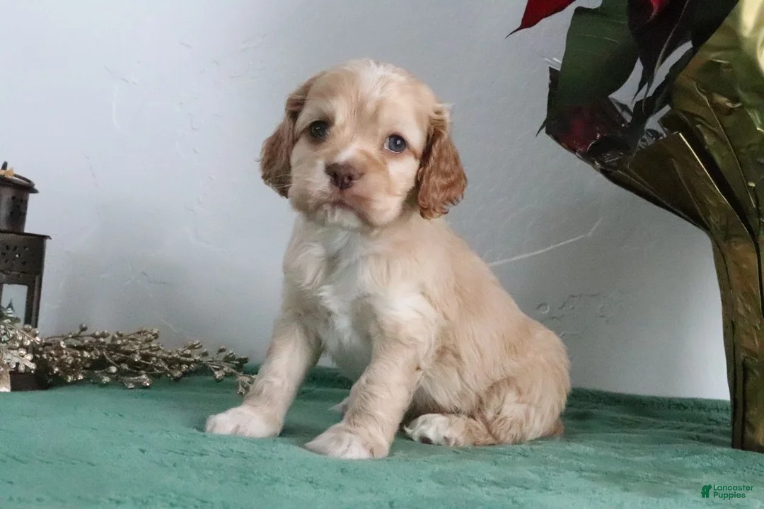 Cocker Spaniel dogs for sale: Karter - Ad 1