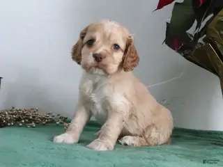 Cocker Spaniel dogs Karter - Ad 39